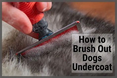  However, some pups may still come with an undercoat, which may trigger allergies in some people